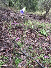 Wahlenbergia gracilis