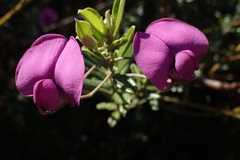 Podalyria buxifolia