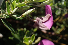 Podalyria buxifolia