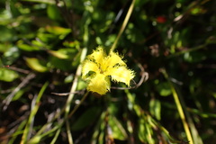 Villarsia capensis