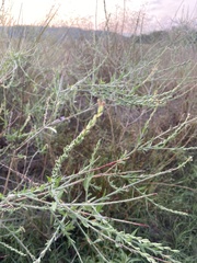 Oenothera curtiflora