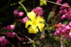 Villarsia capensis