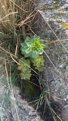 Rhodiola rosea