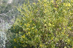 Osteospermum moniliferum