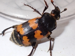 Nicrophorus vespillo