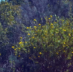 Osteospermum moniliferum