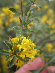 Lambertia ilicifolia