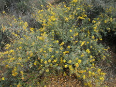 Lambertia ilicifolia