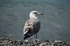 Larus michahellis