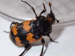 Nicrophorus vespillo