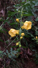 Aureolaria flava
