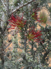 Melaleuca cinerea