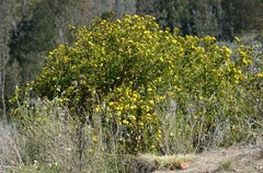 Osteospermum moniliferum