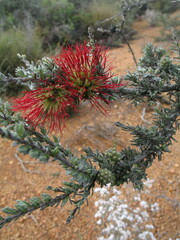 Melaleuca cinerea