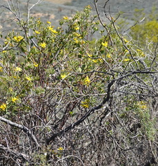 Osteospermum moniliferum