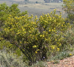 Osteospermum moniliferum