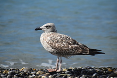 Larus michahellis