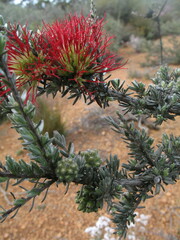 Melaleuca cinerea