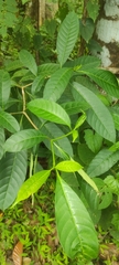 Tabernaemontana alternifolia