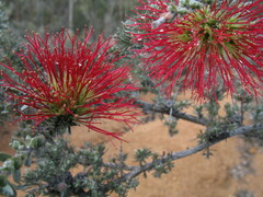 Melaleuca cinerea