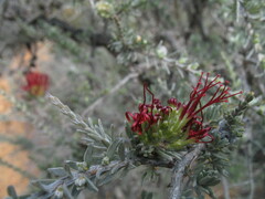 Melaleuca cinerea