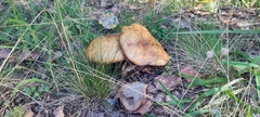 Suillus