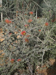 Melaleuca cinerea
