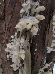 Antrodia heteromorpha