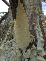 Antrodia heteromorpha