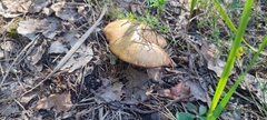 Suillus