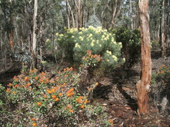 Gastrolobium calycinum