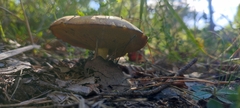 Suillus