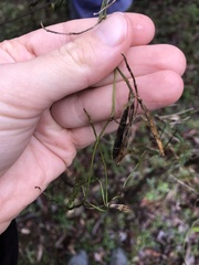 Glycine tabacina