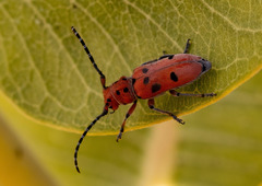 Tetraopes femoratus