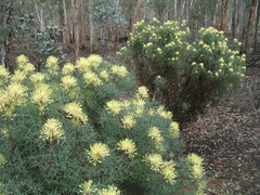 Petrophile serruriae