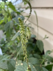 Achyranthes japonica