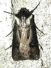 Agrotis venerabilis