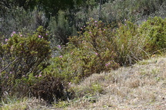 Pelargonium panduriforme