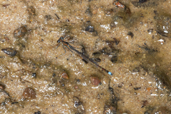 Austrocnemis splendida