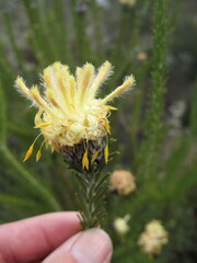 Petrophile ericifolia
