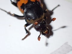 Nicrophorus vespillo