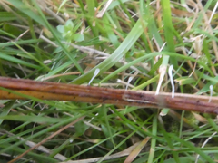 Typhula quisquiliaris