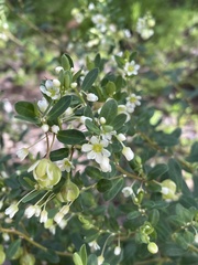 Phyllanthus calycinus