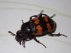 Nicrophorus vespillo