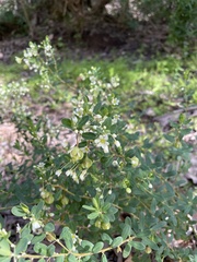 Phyllanthus calycinus