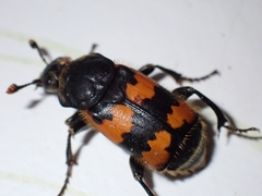 Nicrophorus vespillo