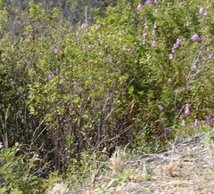 Pelargonium panduriforme