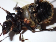 Nicrophorus vespillo