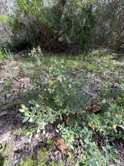 Phyllanthus calycinus