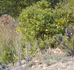 Osteospermum moniliferum